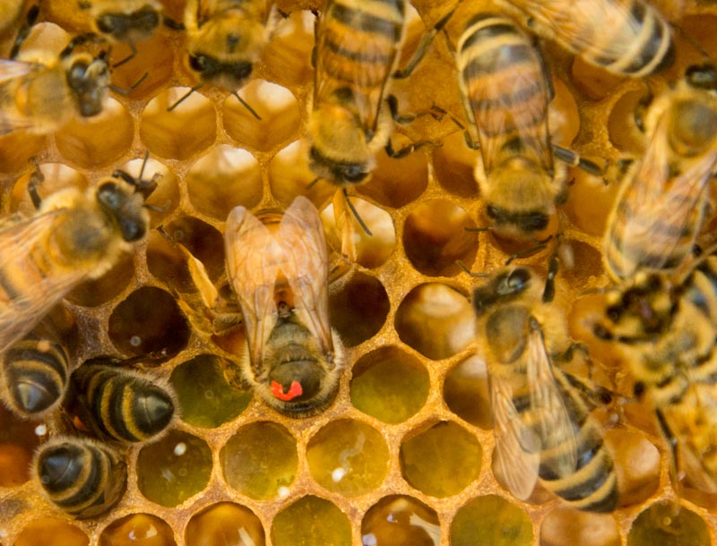 queen laying egg