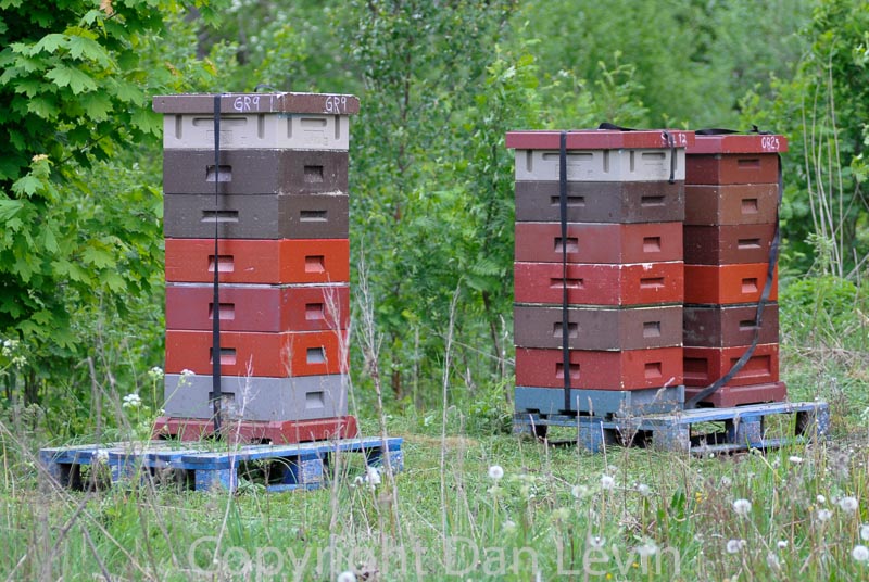 beehives