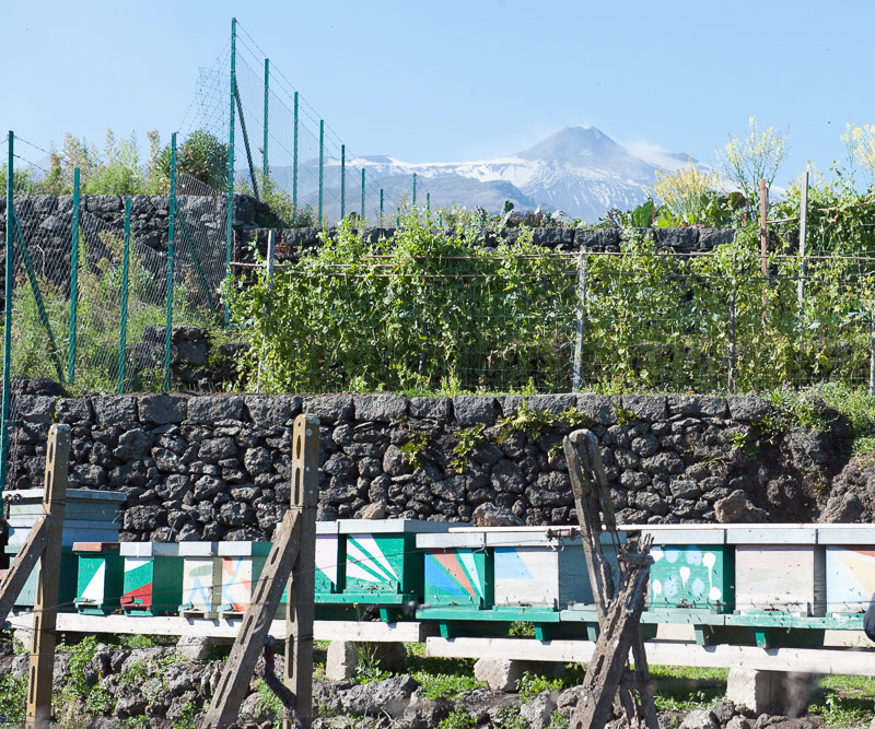 etna beeyard