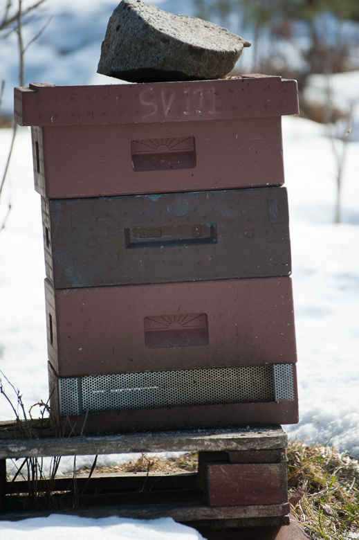 beehives in snow