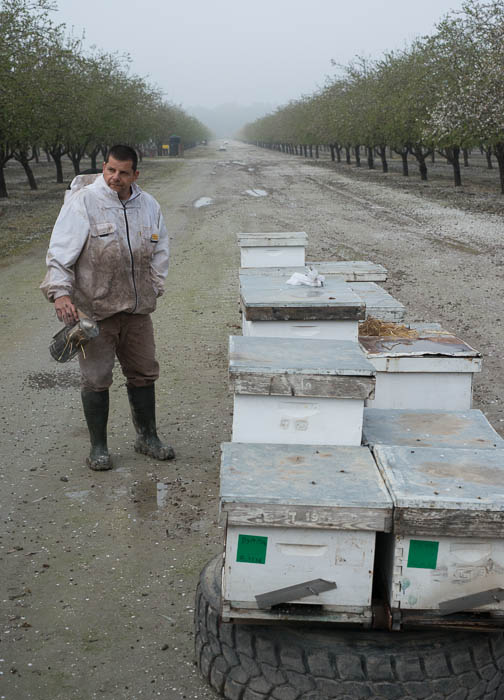 israel almonds